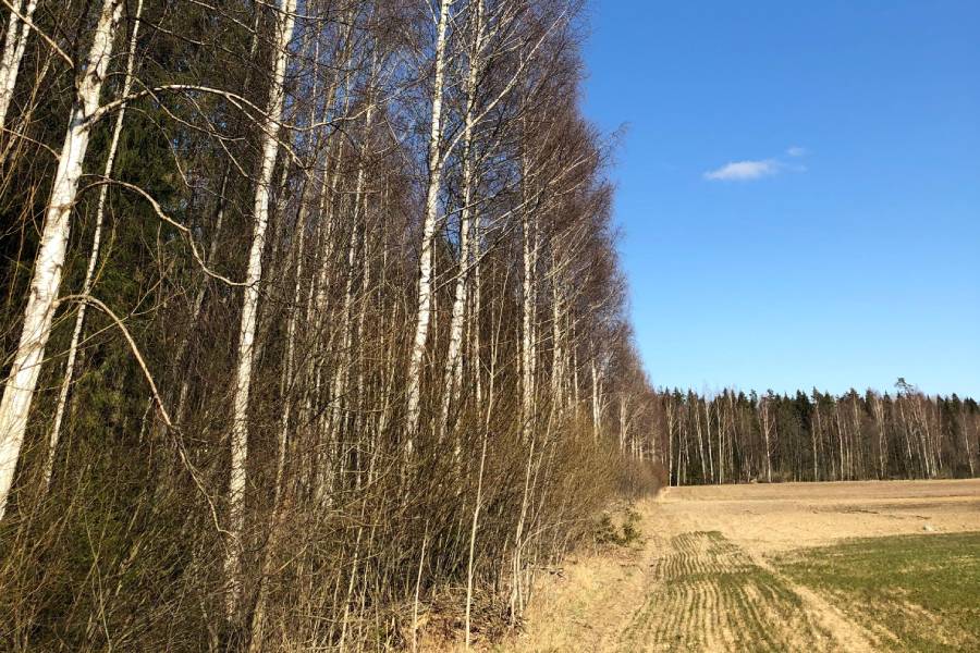 Skujkoku un lapkoku zāģbaļķi Latvijā 2025 – cenas un pielietojums